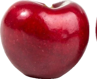 Two dark red cherries with stems