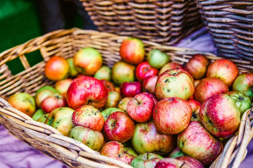 Apples overflowing a wicker basket at a market