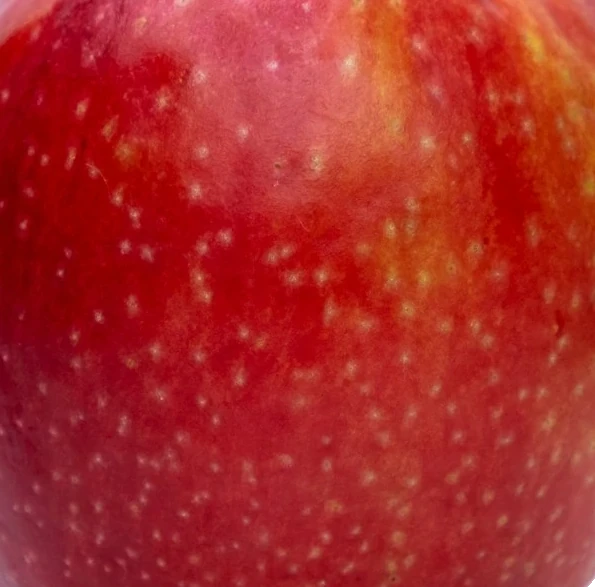 Fuji Apples