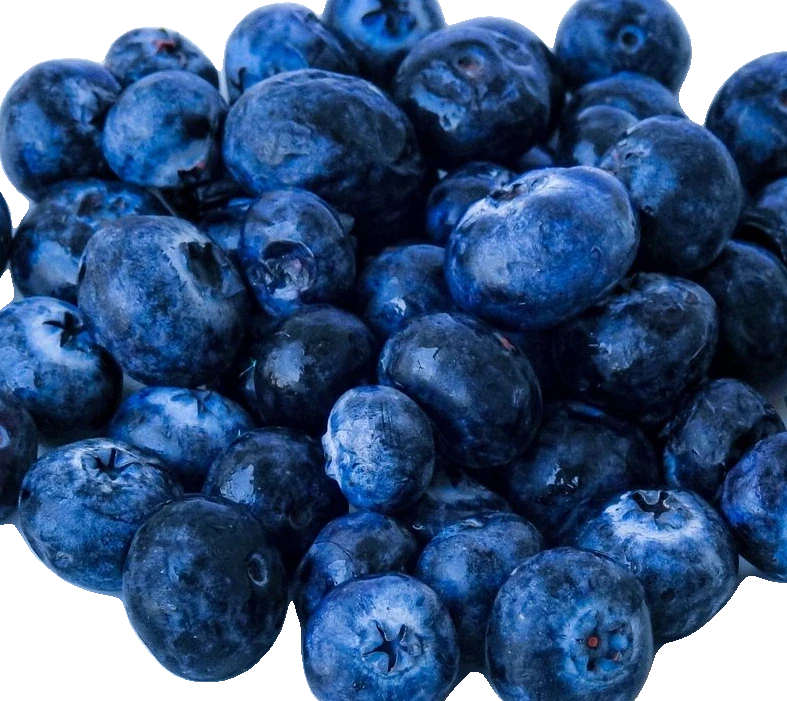 Wild Blueberries