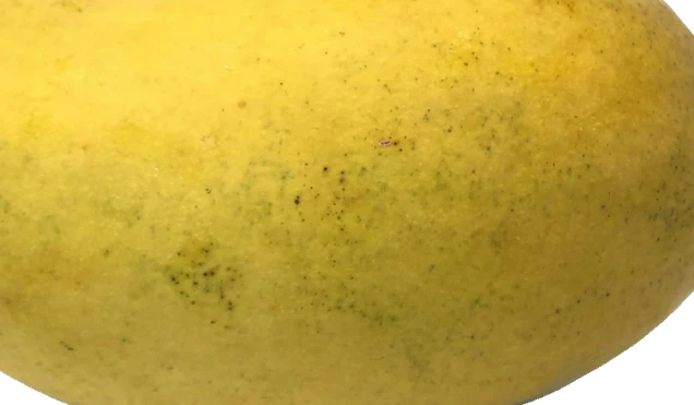 Totapuri Mango